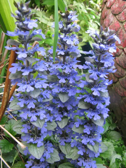 Ajuga turkestanica - естествен стимулатор за сила, възстановяване и защита на организма.