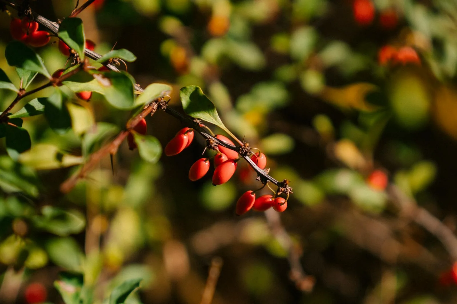 Berberine — The Natural Metabolic Powerhouse