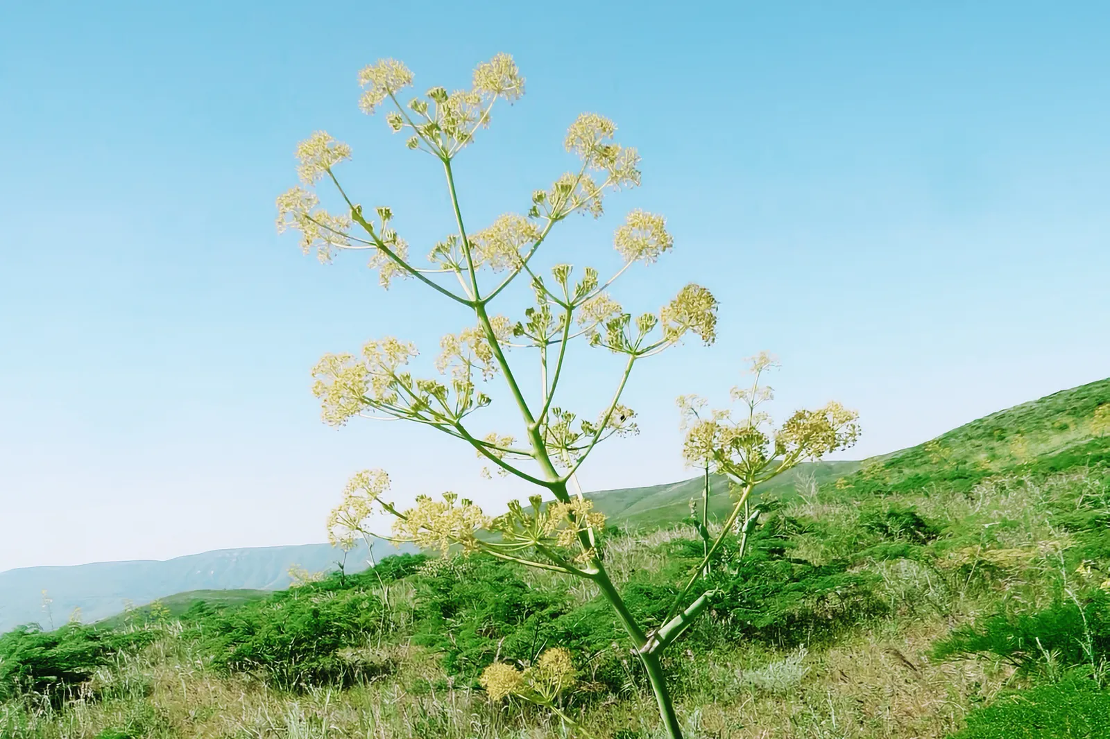 Ferula Tenuisecta — The Plant Behind Ferulanin