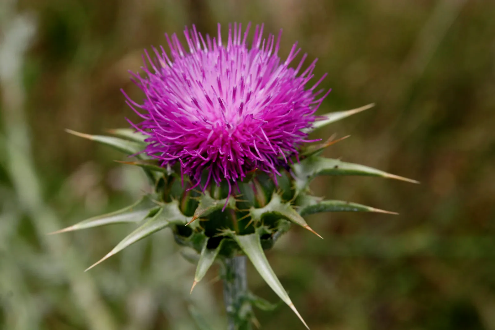 Milk Thistle
