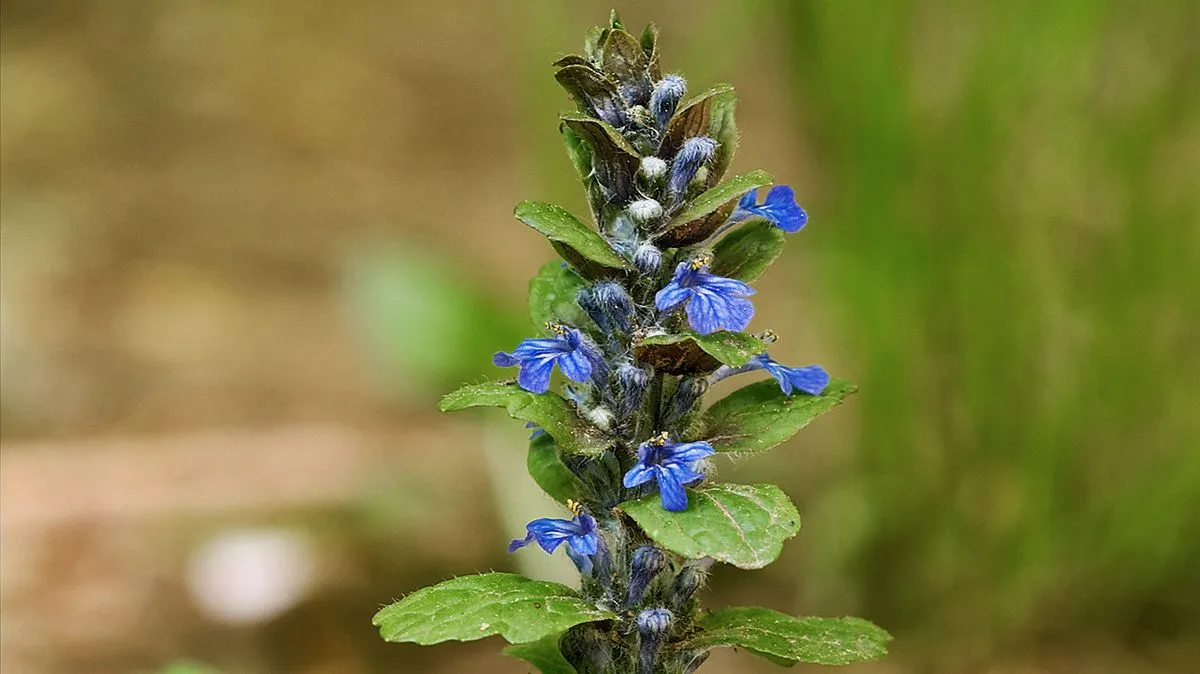 Ajuga turkestanica