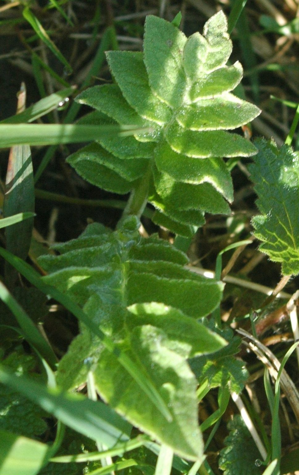 Rhaponticum carthamoides - Левзея